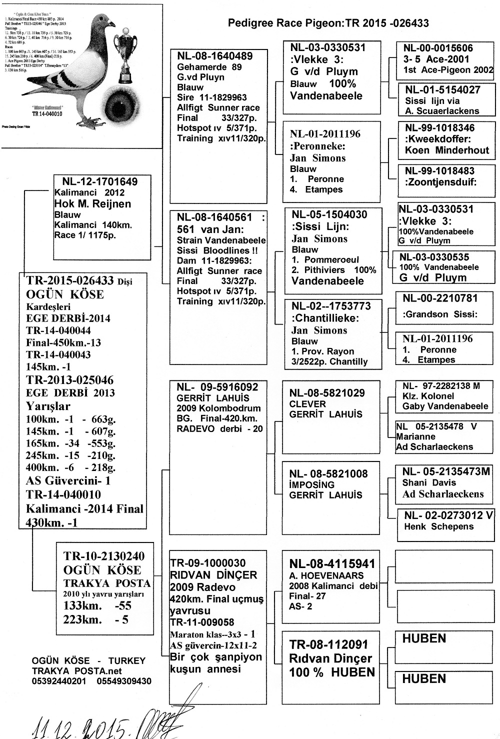 TR15-026433 DİŞİ /  MISTER KALİMANCİ KIZ KARDEŞİ  - 1. FİNAL 430 KM OLR KALİMANCİ