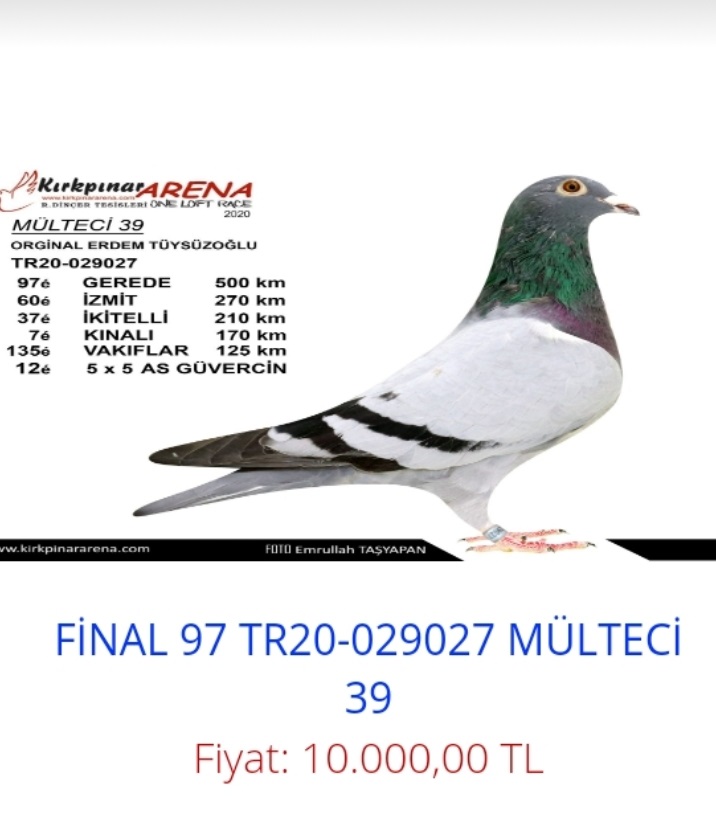 TR15-3174 DİŞİ / ORJ. RECEP EMİN BAYRAMOĞLU / KENDİSİ 32 FİNAL 463 KM - KOOPMAN - R. WALTER