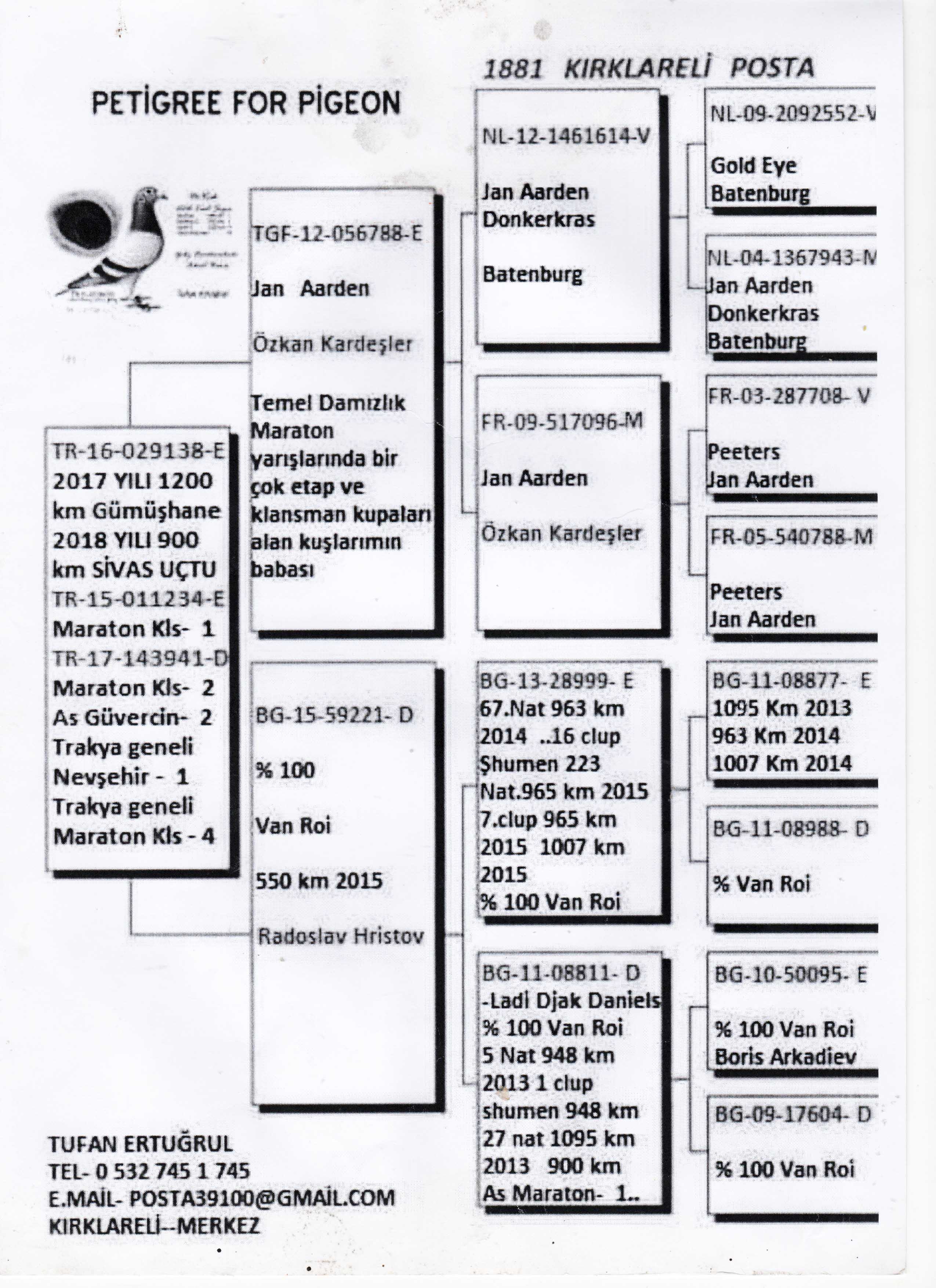 TR16-029138 ERKEK / KENDİSİ YARIŞMIŞTIR 1200 KM & 900 KM UÇMUŞTUR