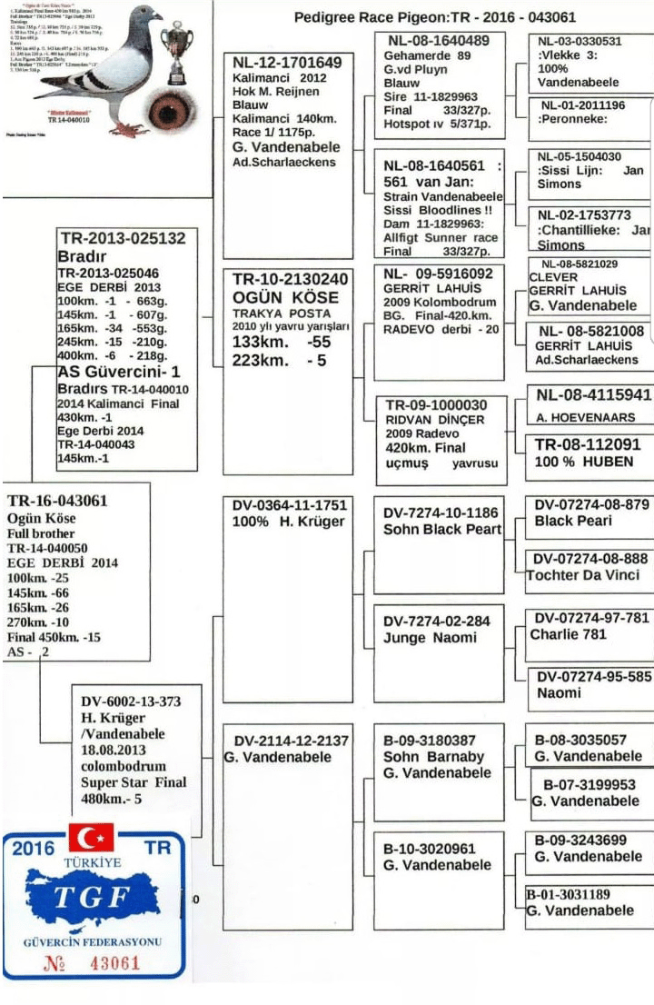 TR16-043061 DİŞİ / OGÜN KÖSE KENDİSİ 128. FİNAL NOVA ZAGORA - KARDEŞİ MEŞHUR 050