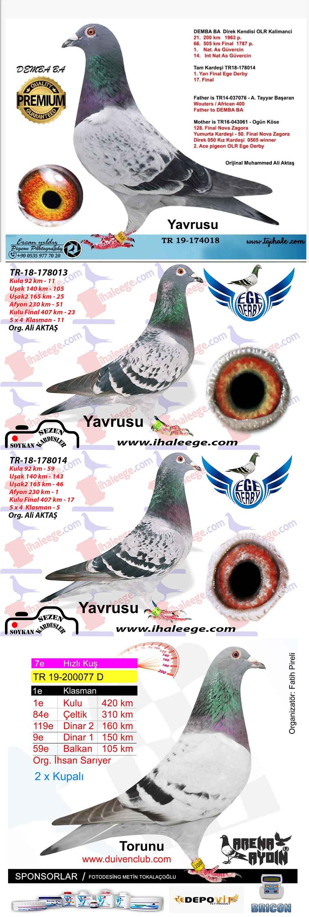 TR16-043061 DİŞİ / OGÜN KÖSE KENDİSİ 128. FİNAL NOVA ZAGORA - KARDEŞİ MEŞHUR 050
