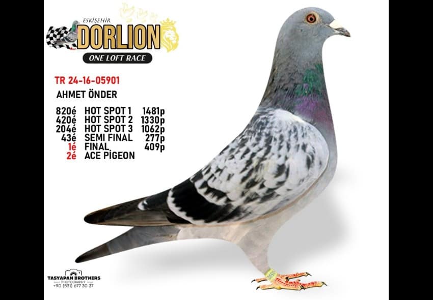 TR16-24-05902  ERKEK / KENDİSİ YARIŞMIŞ YUMURTA KARDEŞİ 1 FİNAL - 2 ACE PIGEON