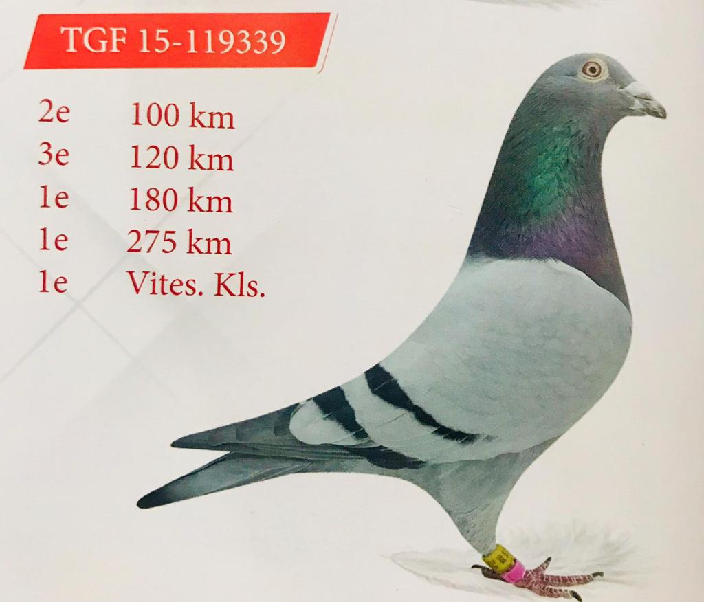TR17-064612 DİŞİ / GÖKHAN TUNCA- KENDİSİ VİTES KLASMAN ŞAMPİYONU