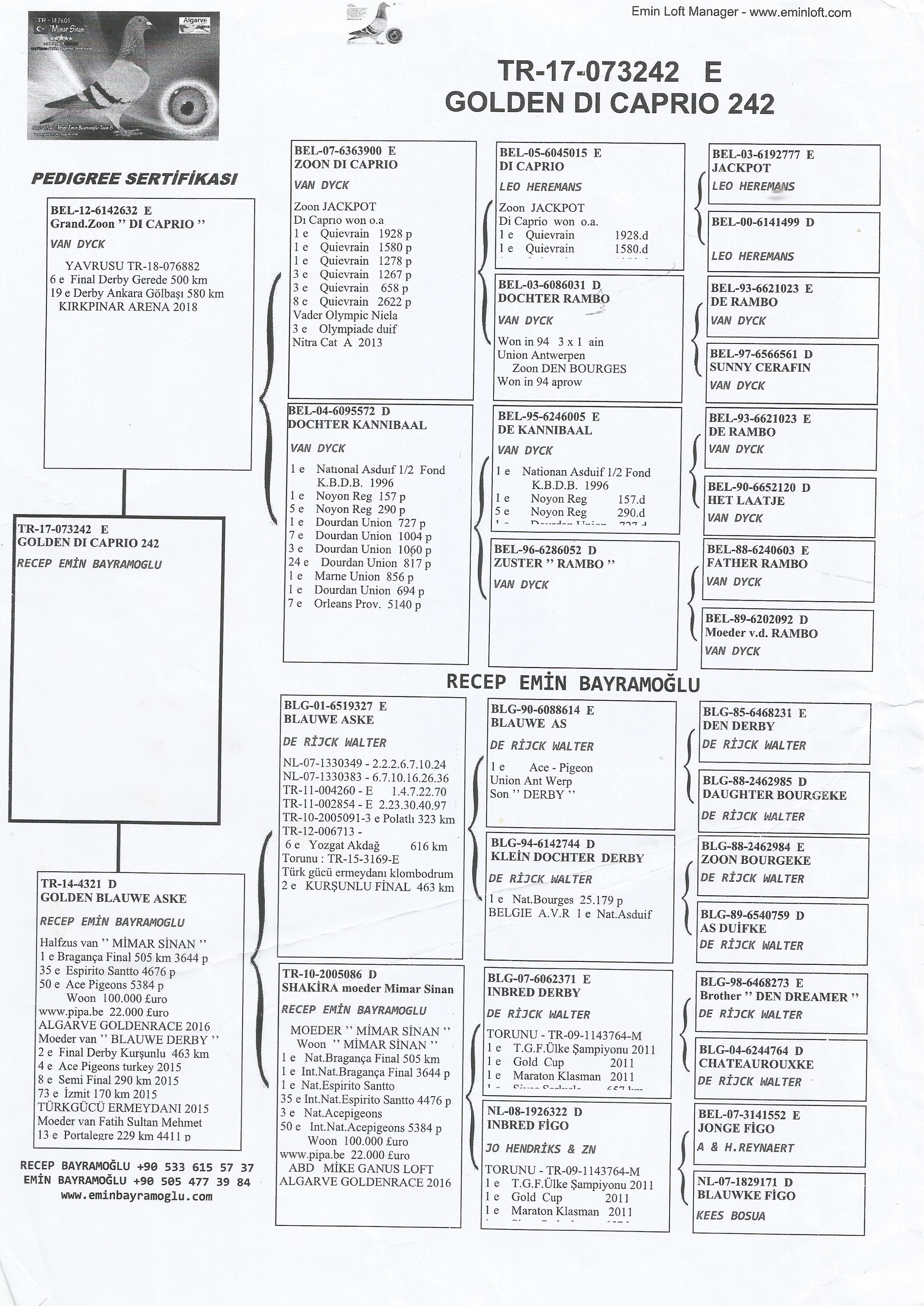 TR17-073242 ERKEK / ORJ. RECEP EMİN BAYRAMOĞLU - BABA VAN DYCK ANNESİ YARI KARDES MİMAR SİNAN