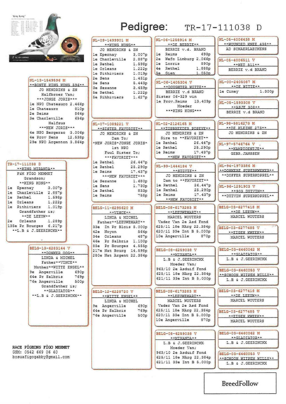 TR17-111038 DİŞİ / BABA KING KONG OĞLU ANNESİ GEERINCKX - M. WOUTERS 