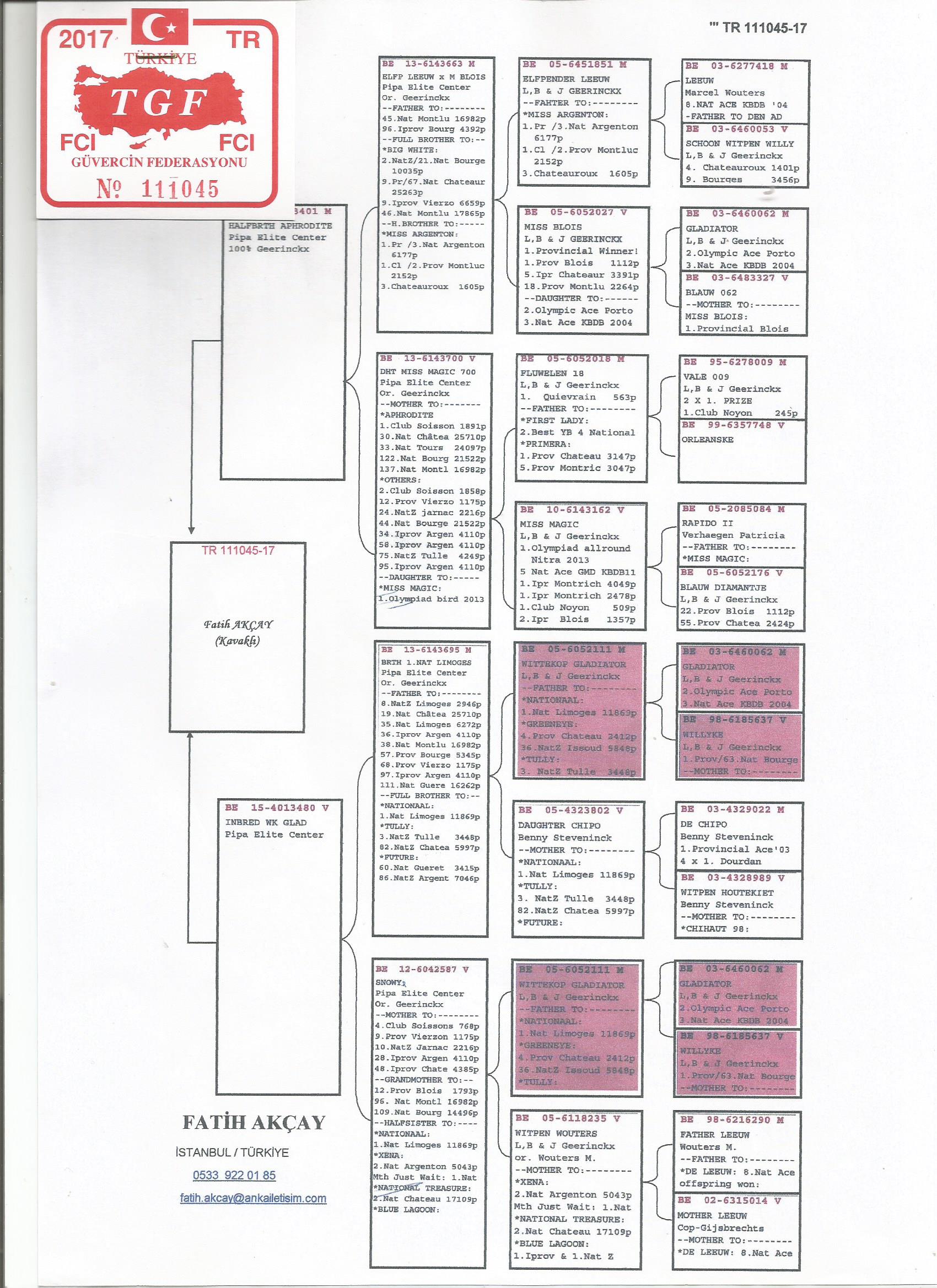 TR17-111045 DİŞİ /  2 ORİJİNAL PİPA ELİTE CENTER ' DAN ÇIKMA . GEERİNCKX % 100