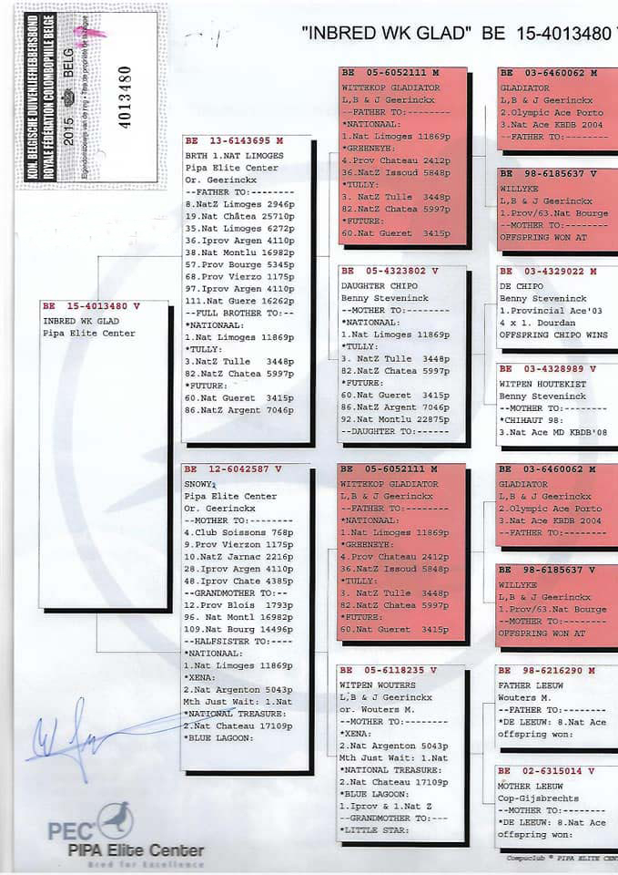 TR17-111045 DİŞİ /  2 ORİJİNAL PİPA ELİTE CENTER ' DAN ÇIKMA . GEERİNCKX % 100