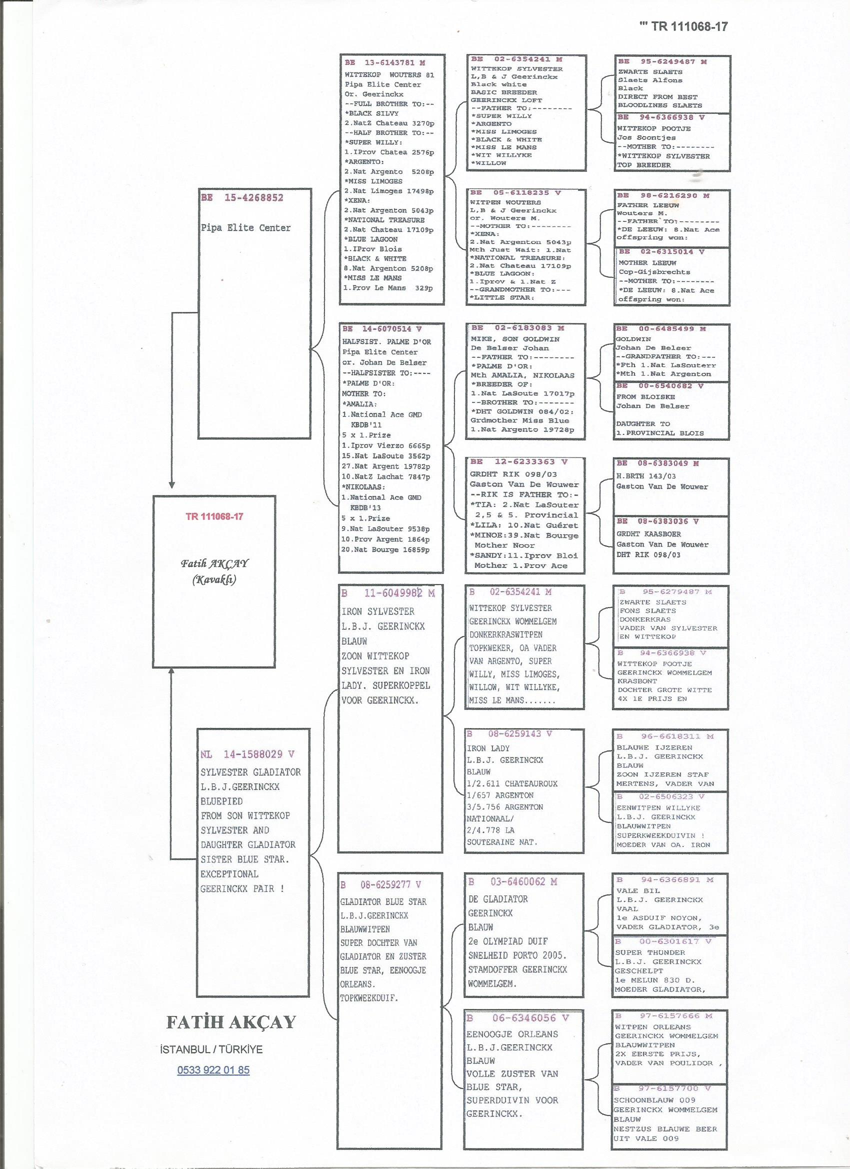 TR17-111068 DİŞİ /  BABASI GEERINCKX % 100 ANNESİ PİPA ELİTE CENTER ORİJİNAL