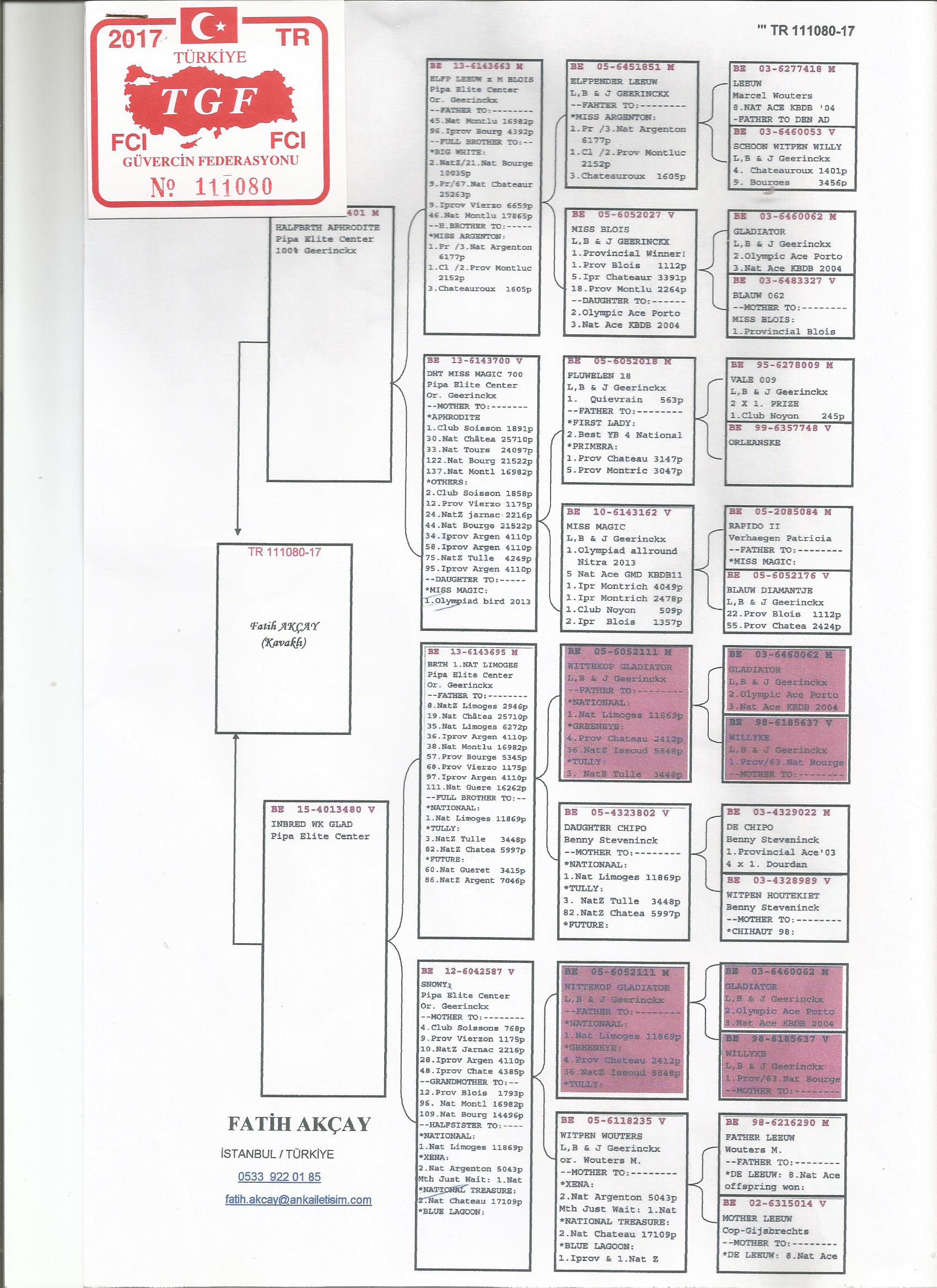 TR17-111080 ERKEK 2 ORİJİNAL PİPA ELİTE CENTER ' DAN ÇIKMA . GEERİNCKX % 100