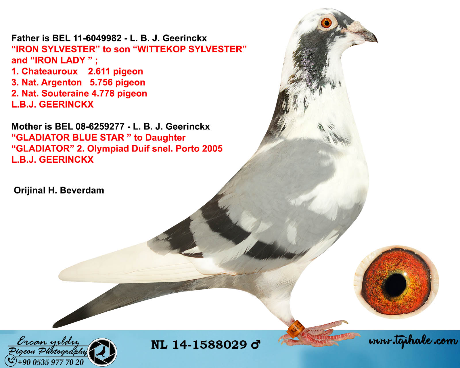 TR17-111123 ERKEK / BABA GEERINKX % 100  ANNE  PİPA ELİTE CENTER ORİJİNAL