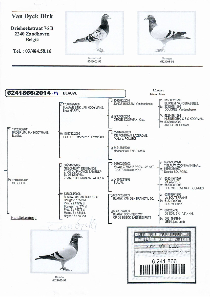 TR17-111161 DİŞİ / BABA ORJ VAN DYCK   ANNE LEO HEREMANS % 100