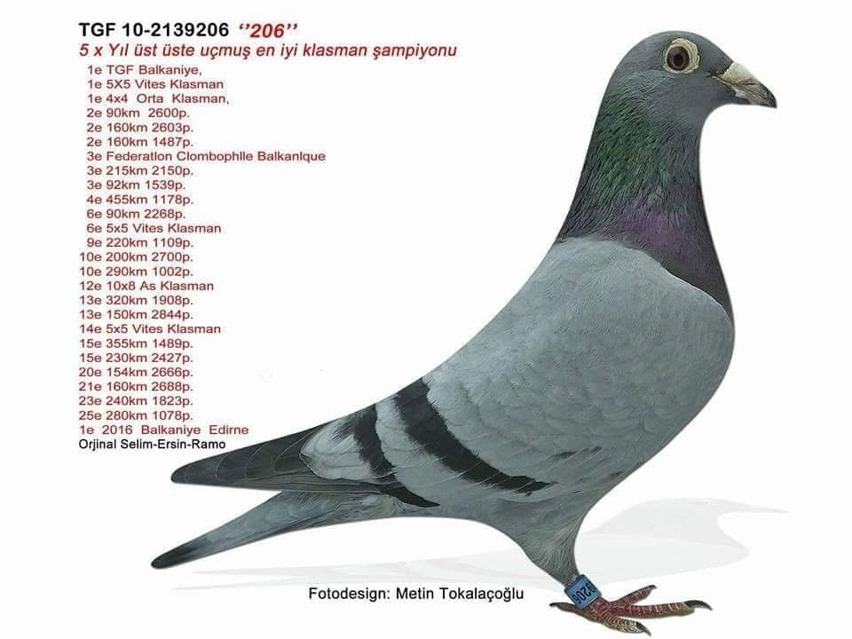 TR17-112574 ERKEK / SELIM ERSIN RAMO  ANNESI 206 !!! 1. BALKANICA 1. TGF