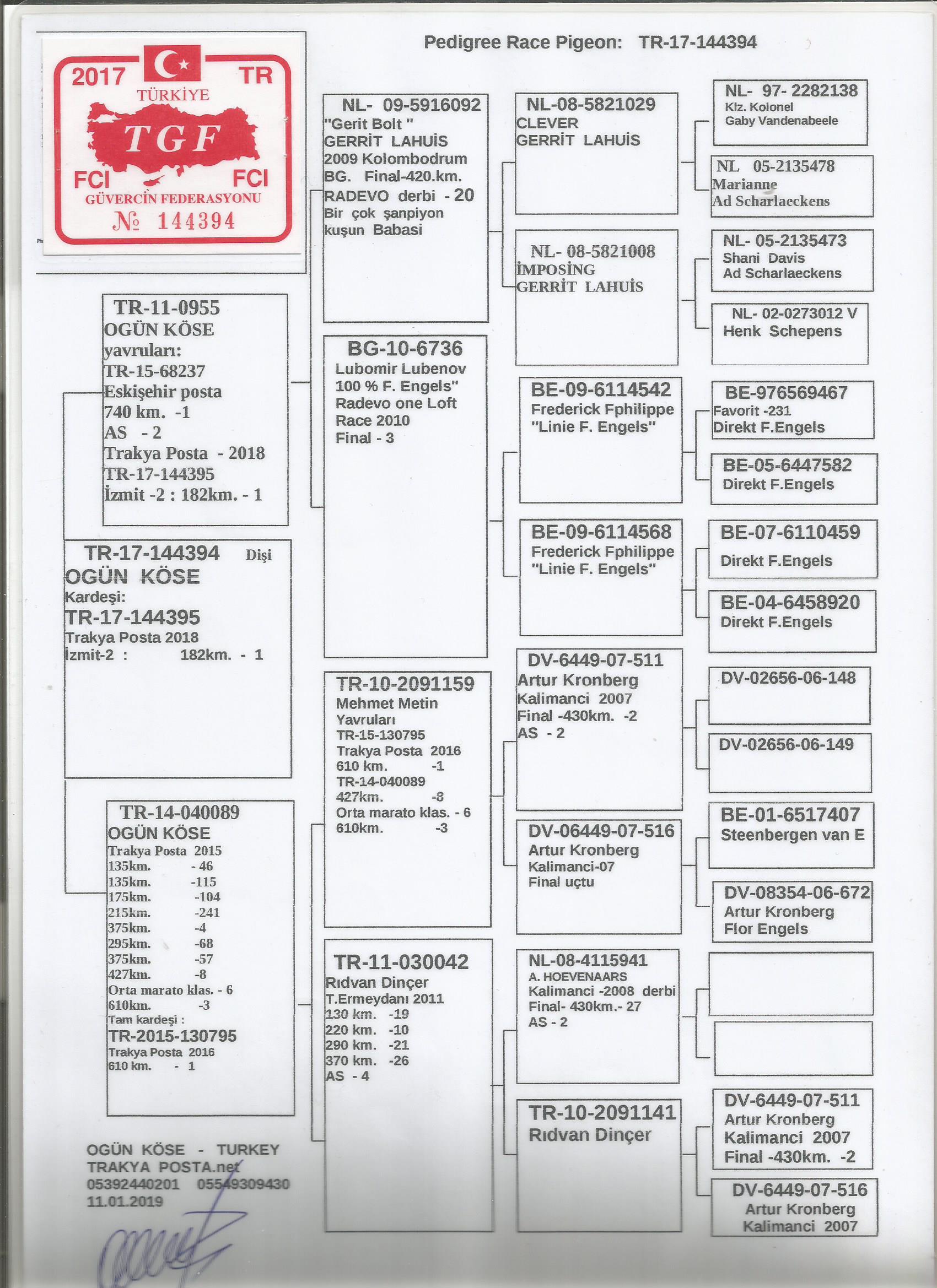 TR17-144394 DİŞİ /  OGÜN KÖSE - DEDESİ GERRİT BOLT