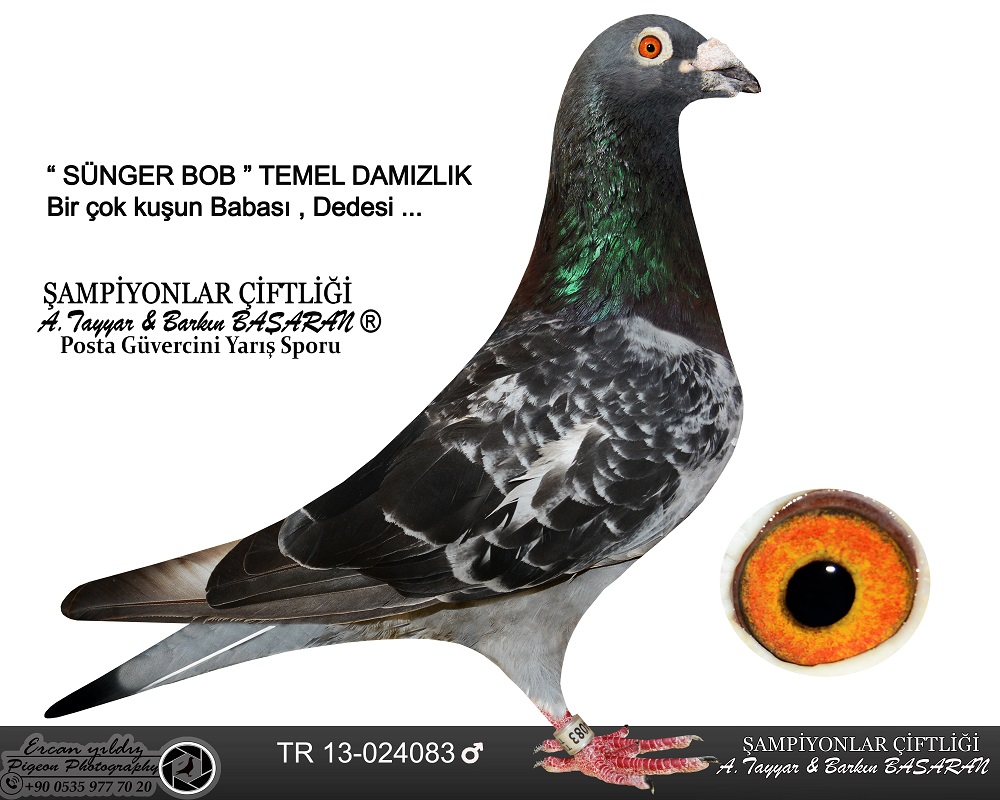 TR17-147135 DİŞİ / ORJ A. TAYYAR BAŞARAN BABASI SUNGER BOB 17. FİNAL 520 KM