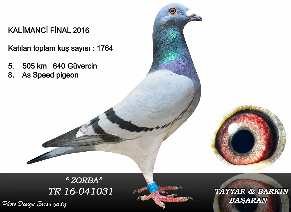 TR17-147183 DİŞİ /  A. TAYYAR BAŞARAN TAM KARDESİ ZORBA 5. FİNAL 505 KM OLR KALİMANCİ