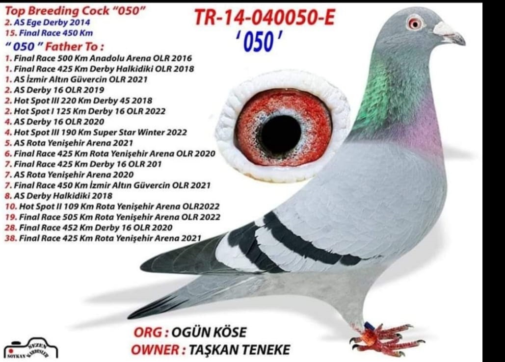 TR18-010990 ERKEK / TAŞKAN TENEKE  -  BABASI MEŞHUR 050 