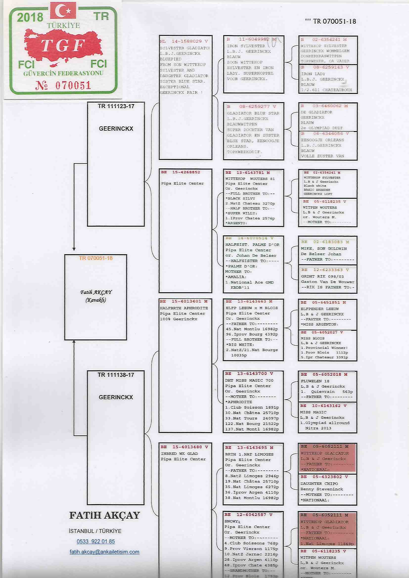 TR18-070051 DİŞİ /  ORİJİNAL FATİH AKÇAY