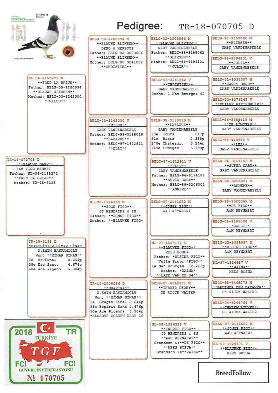 TR18-070705 DİŞİ / BABASI GABY VANDENABEELE ANNESİ MİMAR SİNAN YARI KARDESİ