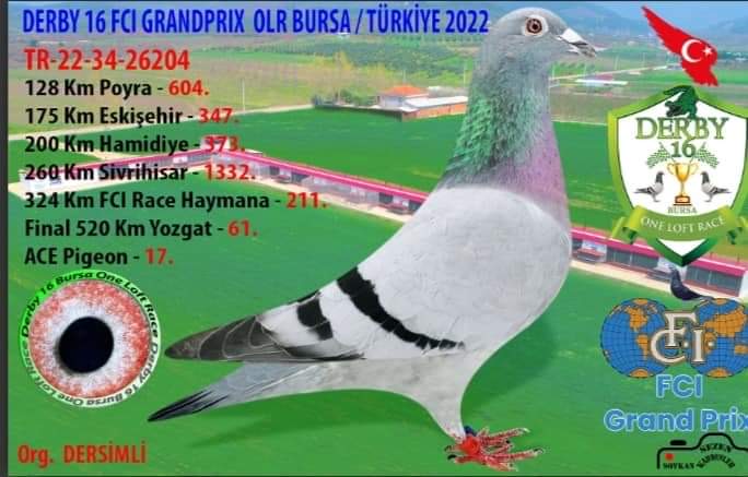 TR18-072843 ERKEK BABASI DE RAUW SABLON ANNESİ KALIMEYER ( HOUBEN )