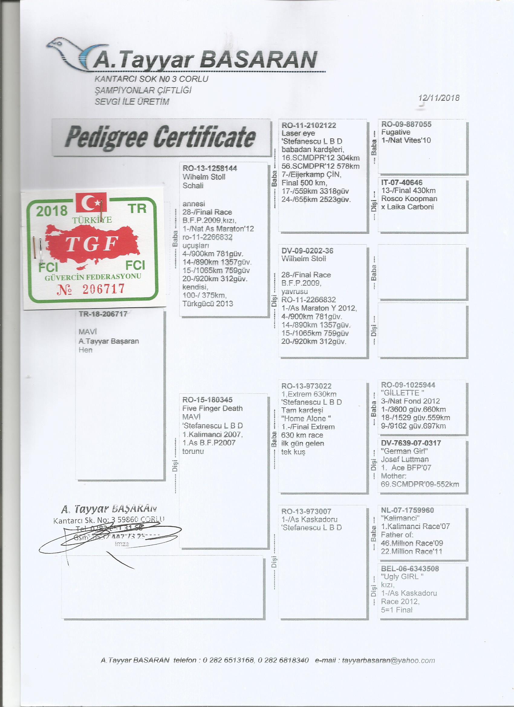 TR18-206717 DİŞİ / ANNESİ STEFANESCU L.B.D  ANNESİ DEDESİ GILLETTE & KALIMANCI