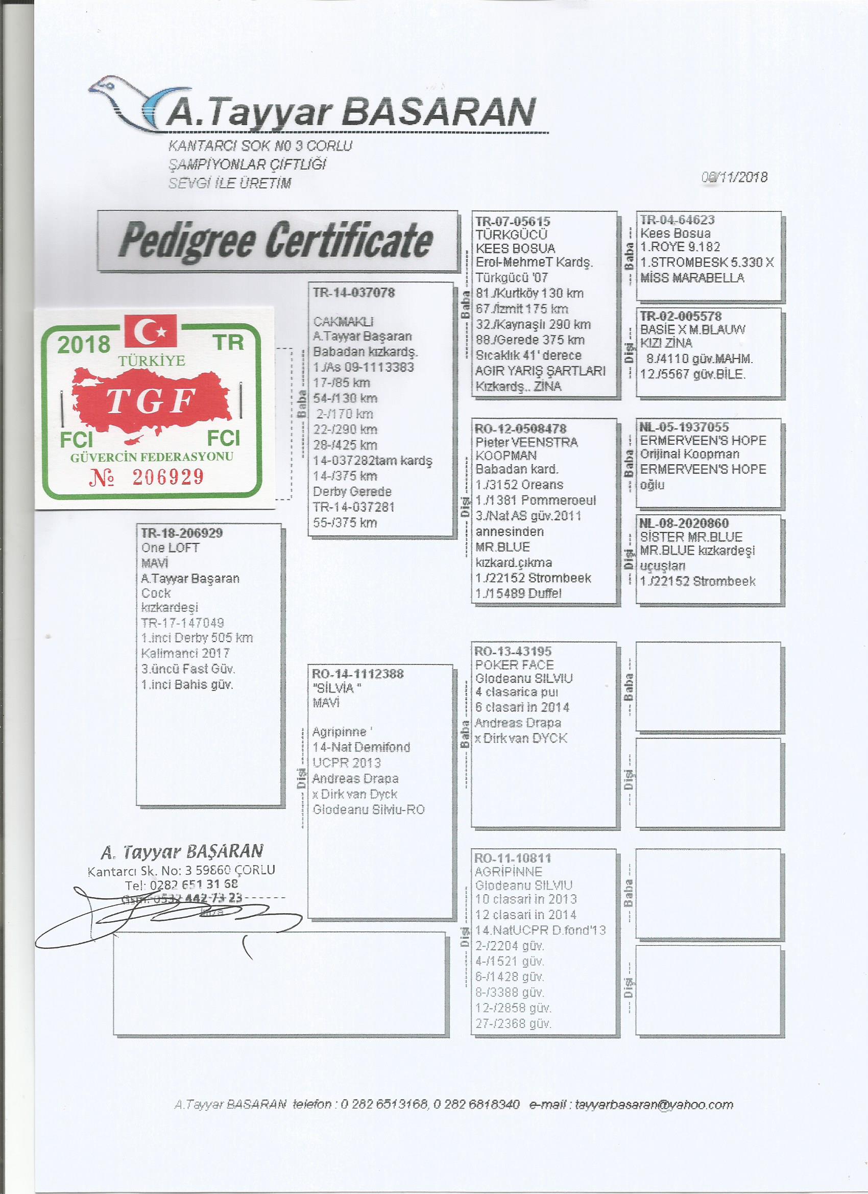 TR18-206929 ERKEK / KARDEŞİ CİNGÖZ - 1. FİNAL 505 KM OLR KALİMANCİ 