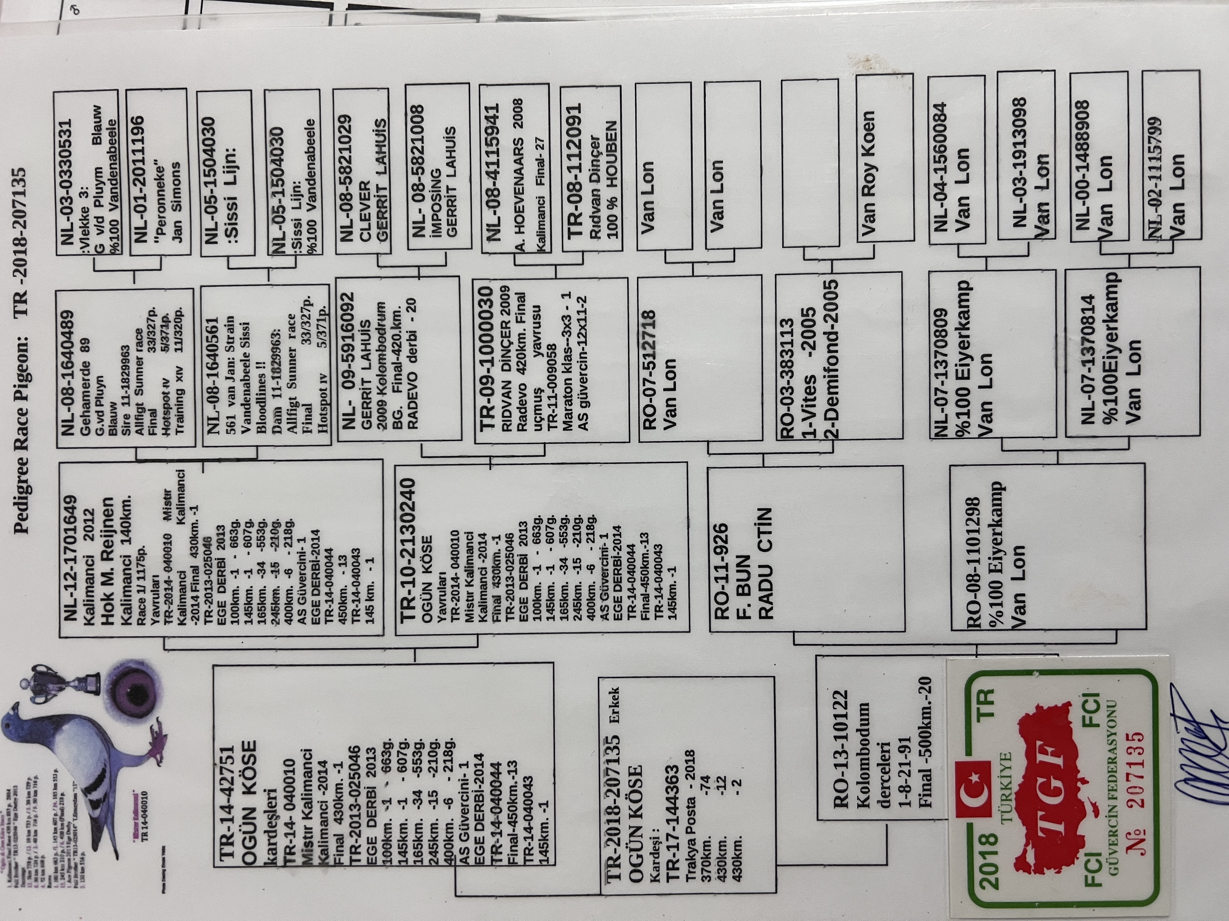 TR18-207135 ERKEK / BABASININ KARDEŞİ MR KALIMANCI ANNESİ 20 FİNAL