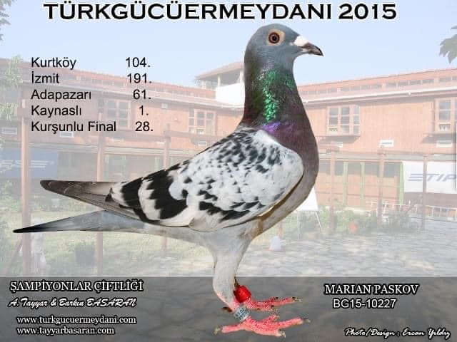 TR18-207443 DİŞİ / BABADAN KARDES 10. FİNAL  525 KM  BABA % 100 A. DIJKSTRA