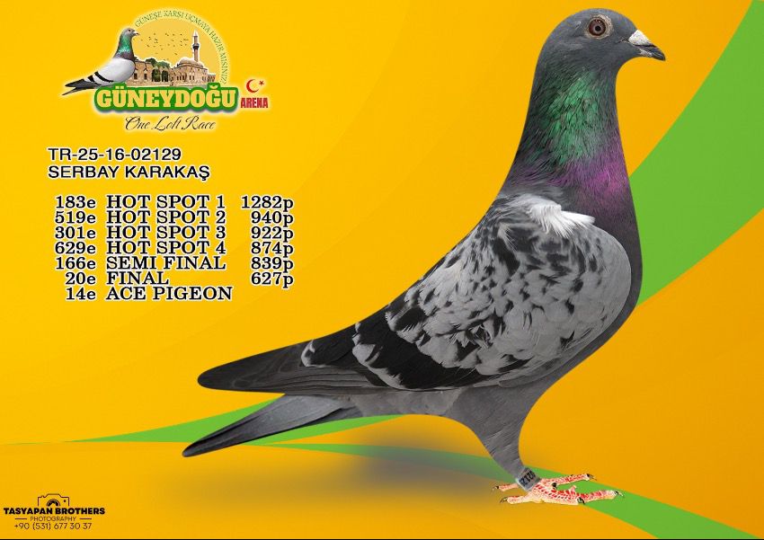 TR18-212506 DİŞİ / TORUNU  Güneydoğu Arena 2025 Final 20 / As 14.