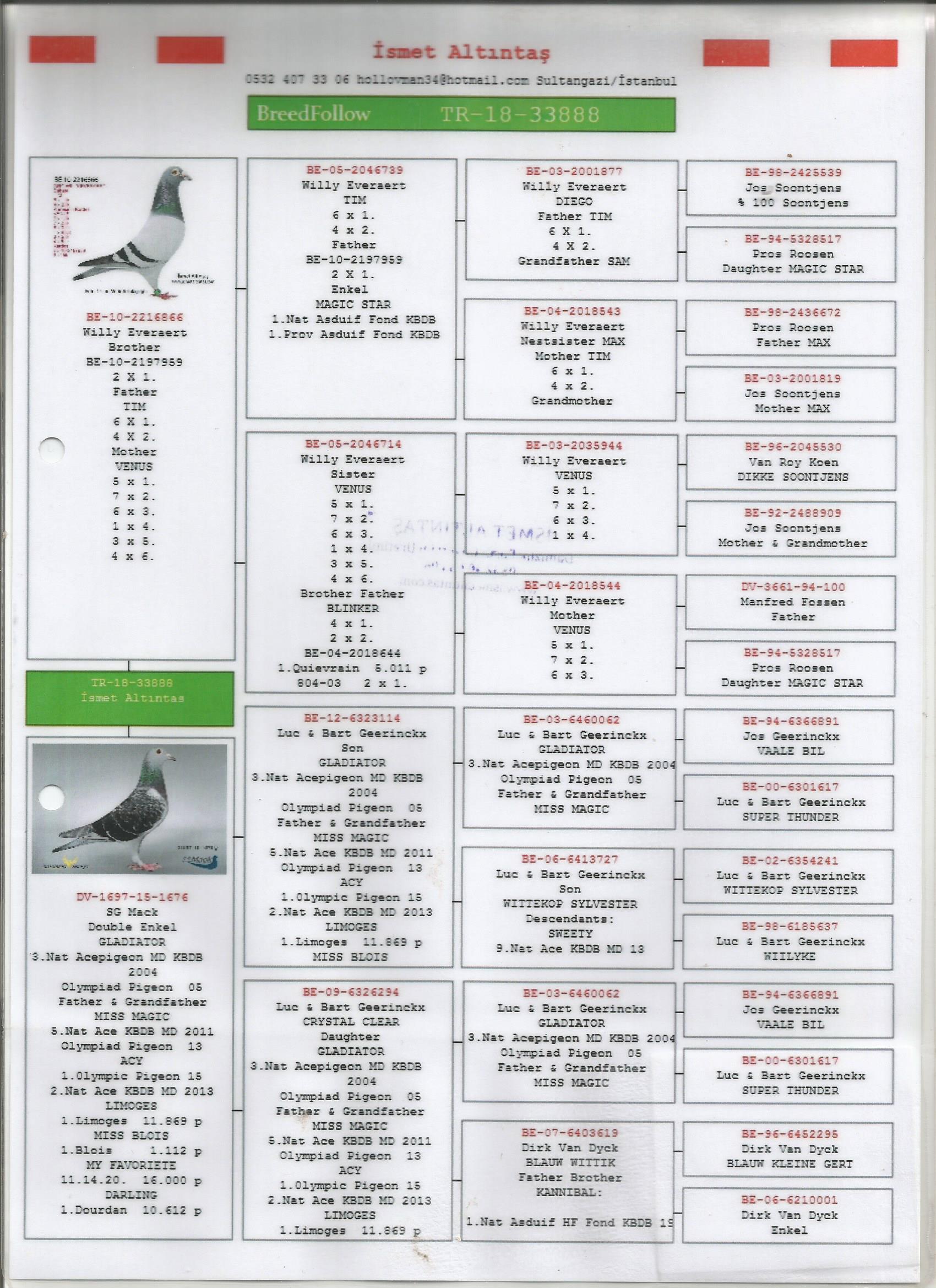 TR18-33888 DİŞİ /  BABASI WİLLY EVERAERT ANNESİ INREED GLADIATOR