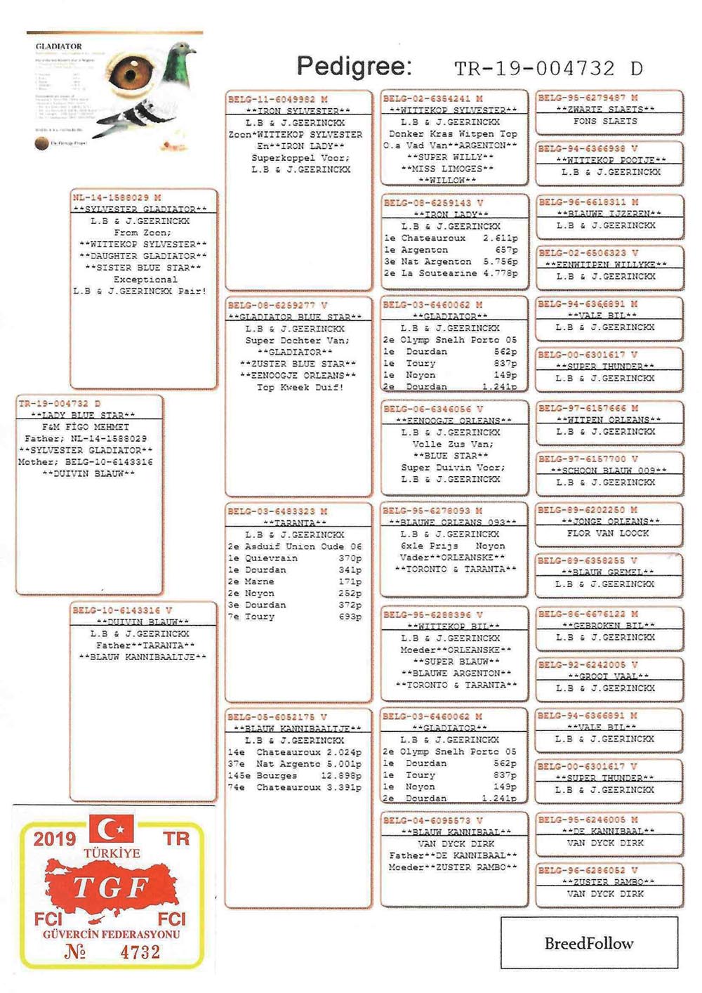 TR19-004732 DİŞİ /  L. B. & J. GEERINCKX % 100