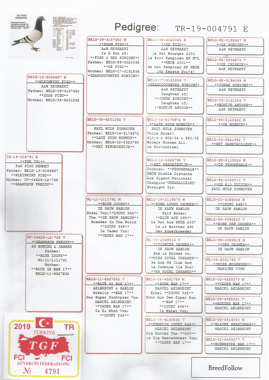 TR19-004791 ERKEK / BABASI REYNAERT DE FIGO TORUNU ANNESİ SABLON 