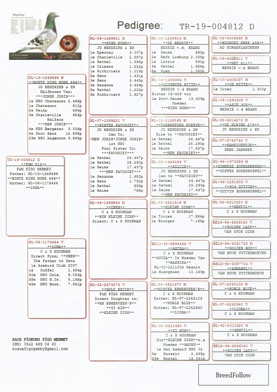 TR19-004812 DİŞİ /  BABASI KİNG KONG OĞLU ANNESİ KOOPMAN CHEN KIZI