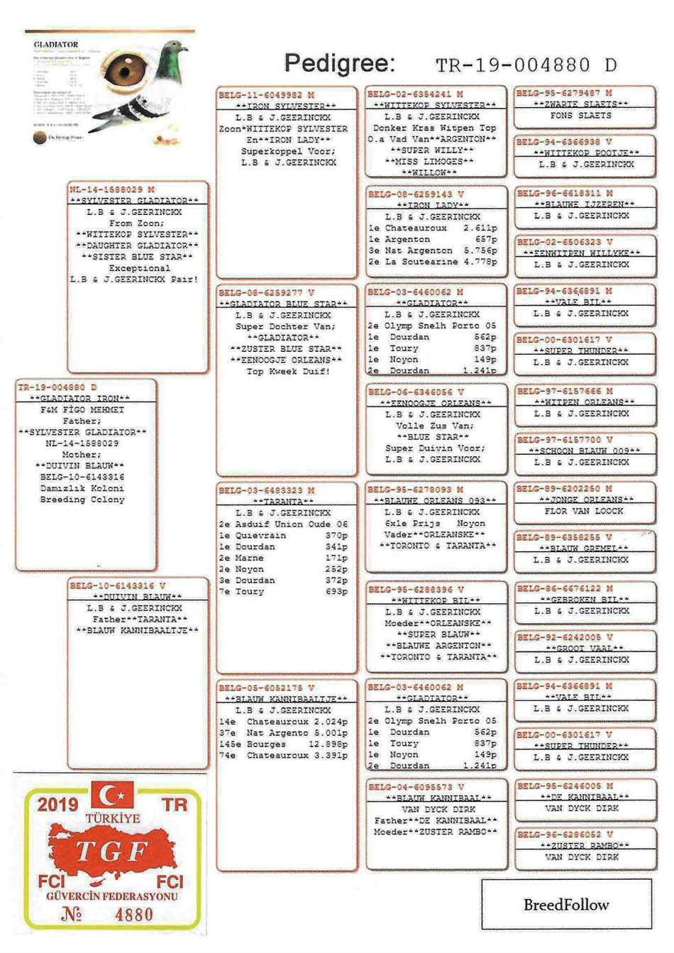 TR19-004880 DİŞİ / L. B. & J. GEERINCKX % 100