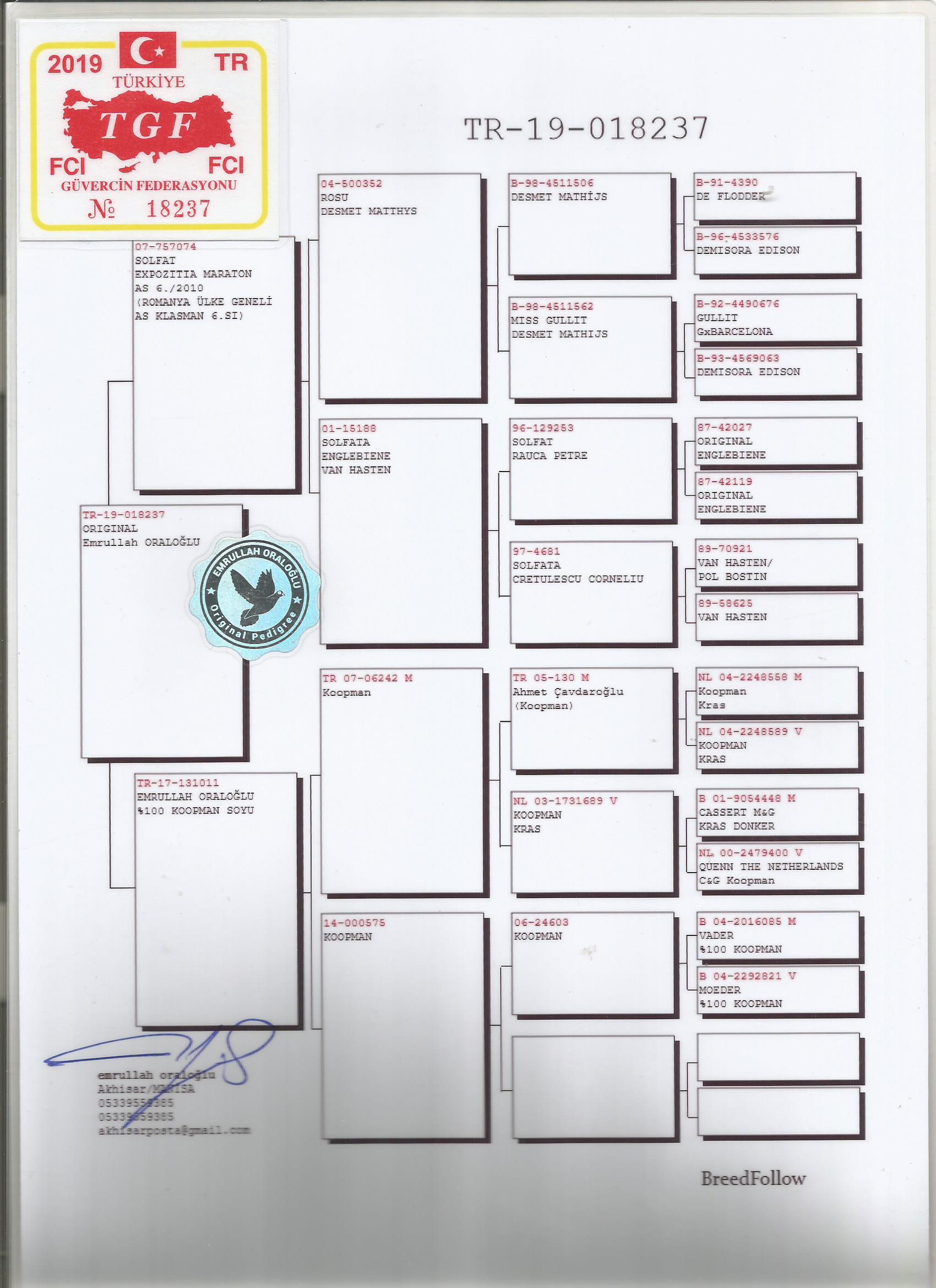 TR19-018237 DİŞİ / BABASI 6. AS KLASMAN ROMANYA  ANNESİ KOOPMAN % 100