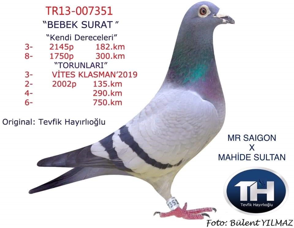 TR19-043545 DİŞİ / ORJ. HAYIROĞLU KARDEŞLER PETER VAN DE MERWE - VERKERK