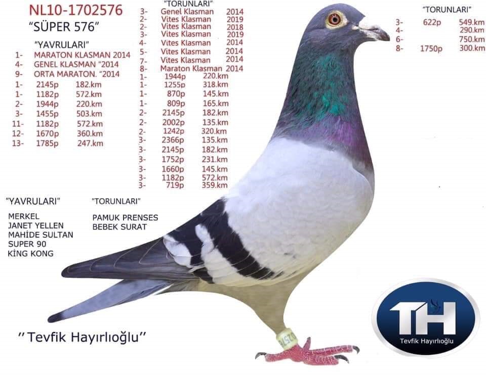 TR19-043545 DİŞİ / ORJ. HAYIROĞLU KARDEŞLER PETER VAN DE MERWE - VERKERK