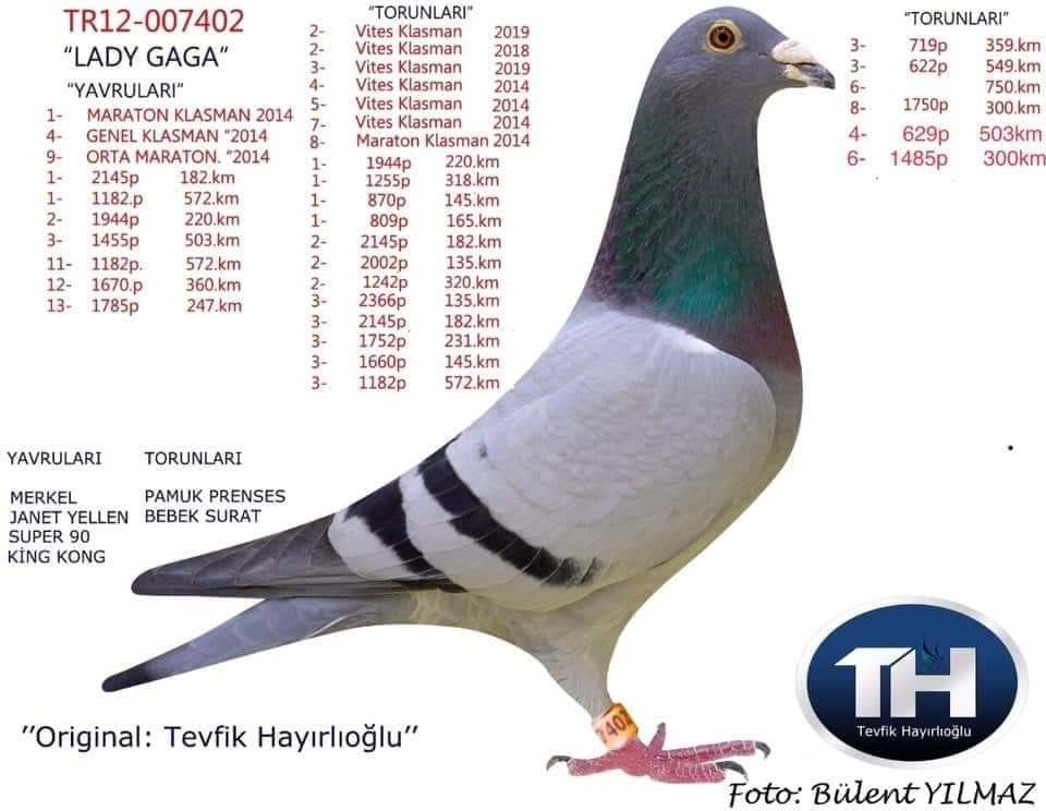 TR19-043545 DİŞİ / ORJ. HAYIROĞLU KARDEŞLER PETER VAN DE MERWE - VERKERK