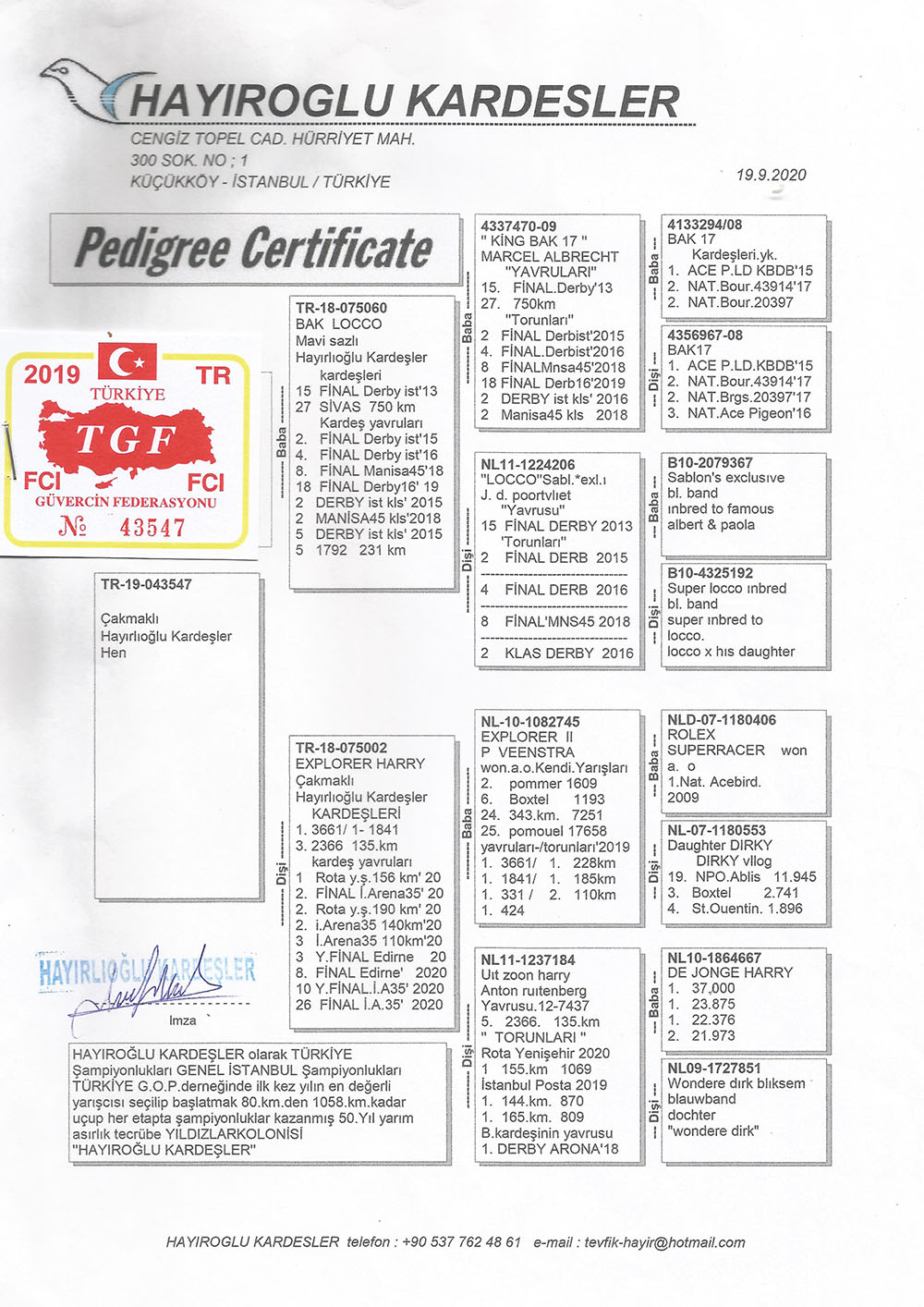 TR19-043547 DİŞİ / ORJ HAYIROĞLU KARDEŞLER  M. ALBRECHT-ŞABLON-HOOYMAN-VEENSTRA