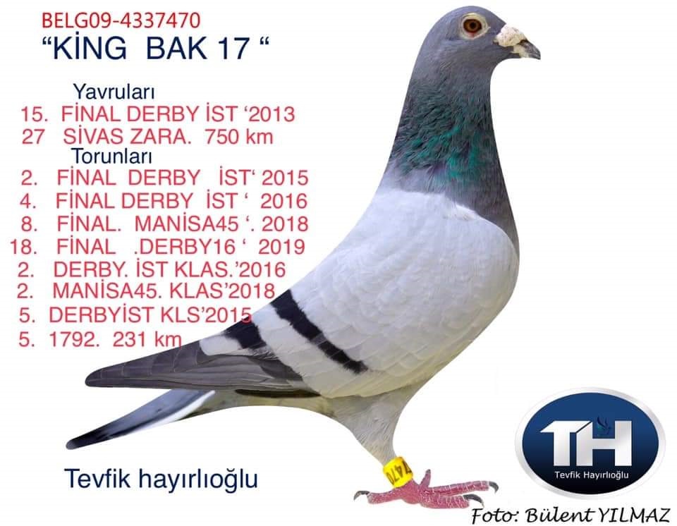 TR19-043547 DİŞİ / ORJ HAYIROĞLU KARDEŞLER  M. ALBRECHT-ŞABLON-HOOYMAN-VEENSTRA