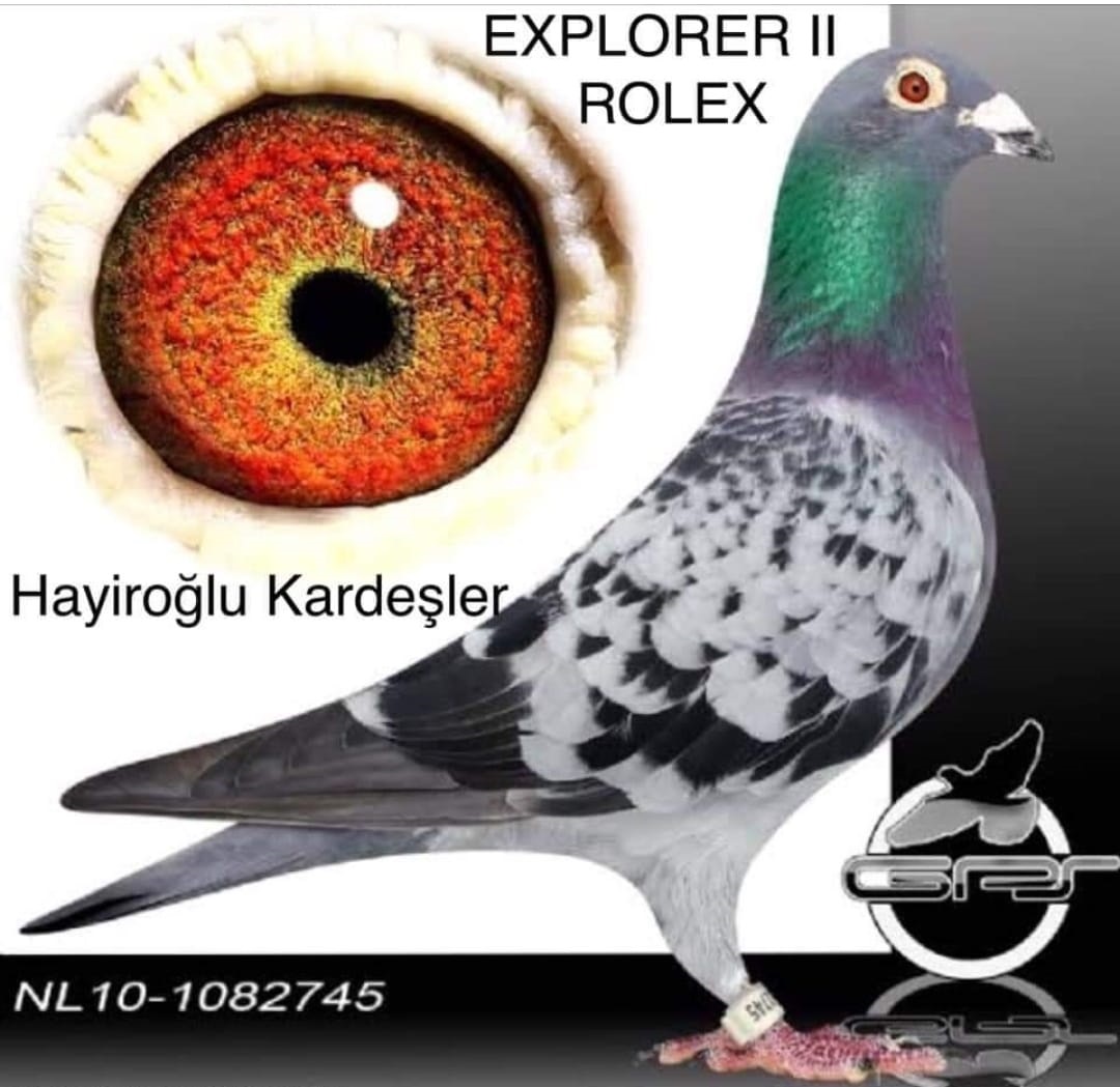 TR19-043547 DİŞİ / ORJ HAYIROĞLU KARDEŞLER  M. ALBRECHT-ŞABLON-HOOYMAN-VEENSTRA