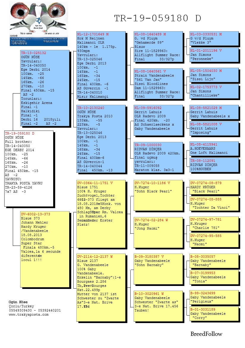 TR19-059180 DİŞİ / MESHUR 050 KIZ KARDEŞİ YAVRUSU 3 AS KLASMAN 7X7 TRAKYA POSTA