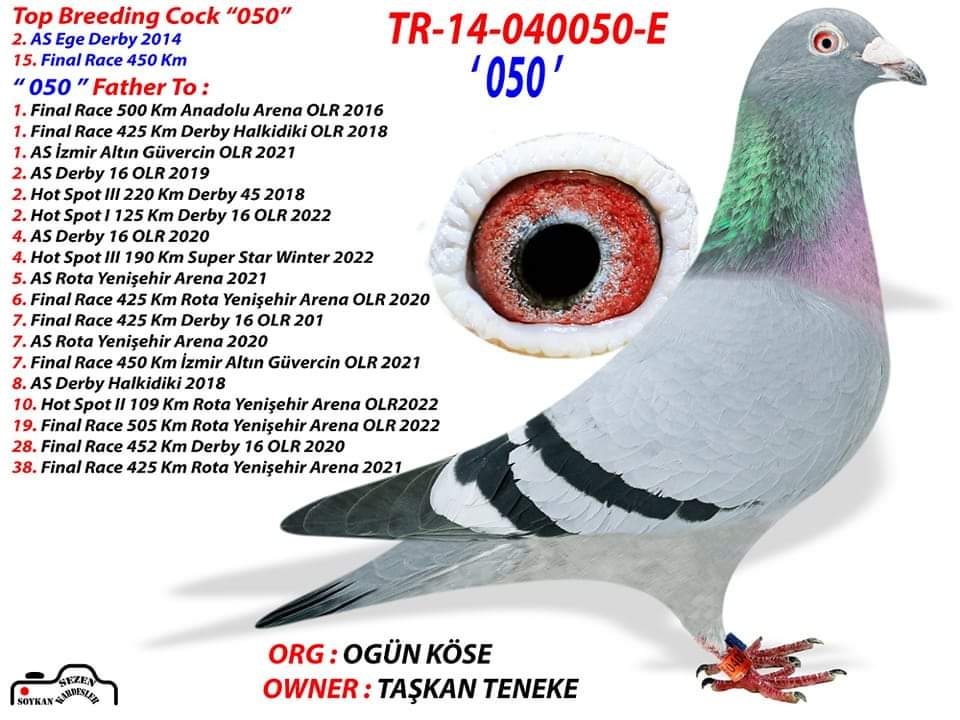 TR19-059180 DİŞİ / MESHUR 050 KIZ KARDEŞİ YAVRUSU 3 AS KLASMAN 7X7 TRAKYA POSTA