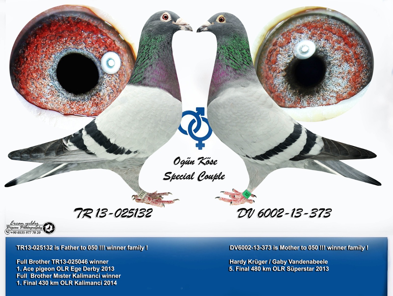 TR19-059180 DİŞİ / MESHUR 050 KIZ KARDEŞİ YAVRUSU 3 AS KLASMAN 7X7 TRAKYA POSTA