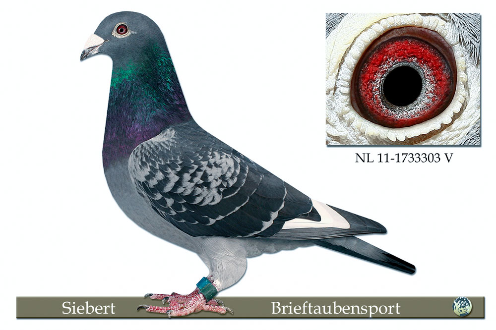 TR19-079719 DİŞİ / ORJ AHMET ÖZEN BABADAN KARDEŞİ 36. FİNAL 508 KM OLR WİNTER SÜPERSTAR