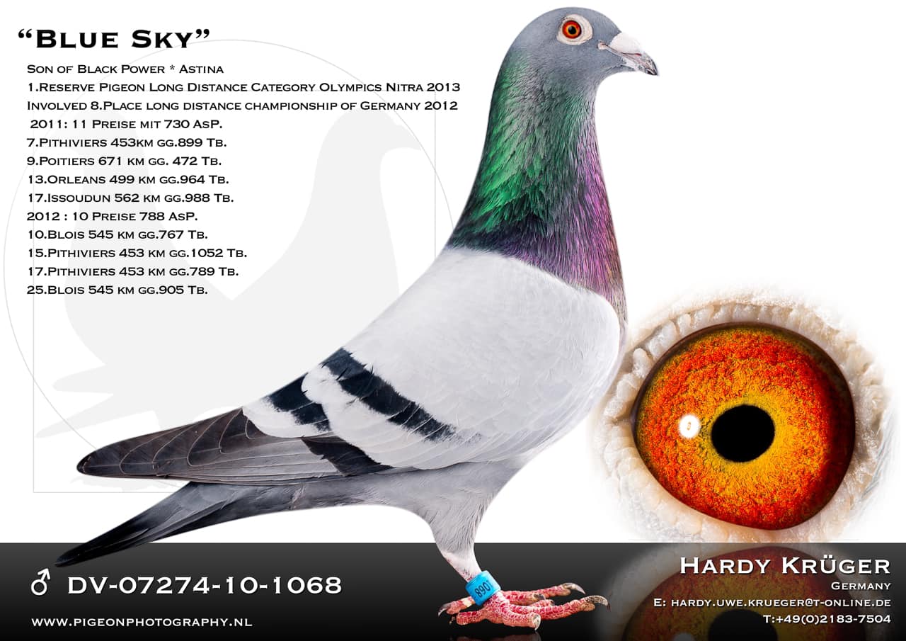 TR19-171571 DİŞİ / RECEP ÖZTÜRK - HARDY KRUGER % 75 