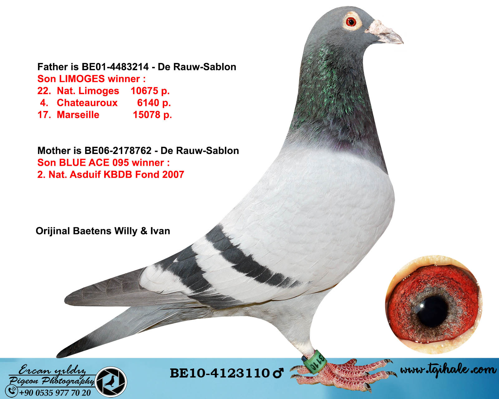 TR19-171605 DİŞİ / RECEP ÖZTÜRK BABASI OSCAR ANNESI HADRY KRUGER SABLON 