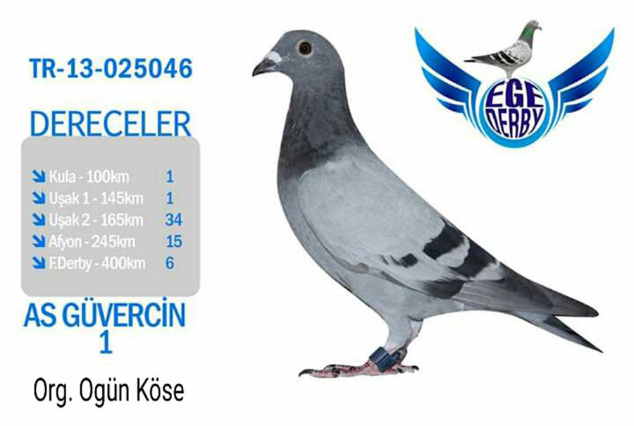 TR19-200090 ERKEK /  3. ACE GÜVERCİN  -  24. FİNAL 400 KM -  4. SEMİ FİNAL EGE DERBY 2019