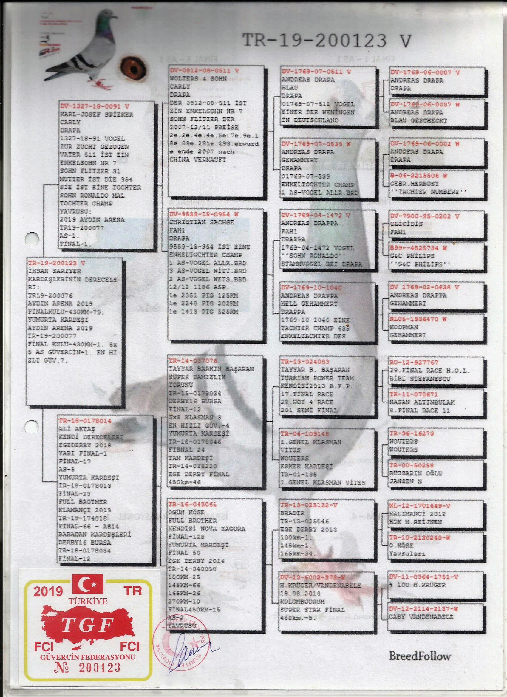 TR19-200123 ERKEK / TAM KARDEŞİ   1. FİNAL 430 KM -  1. AS  GÜVERCİN 5X5