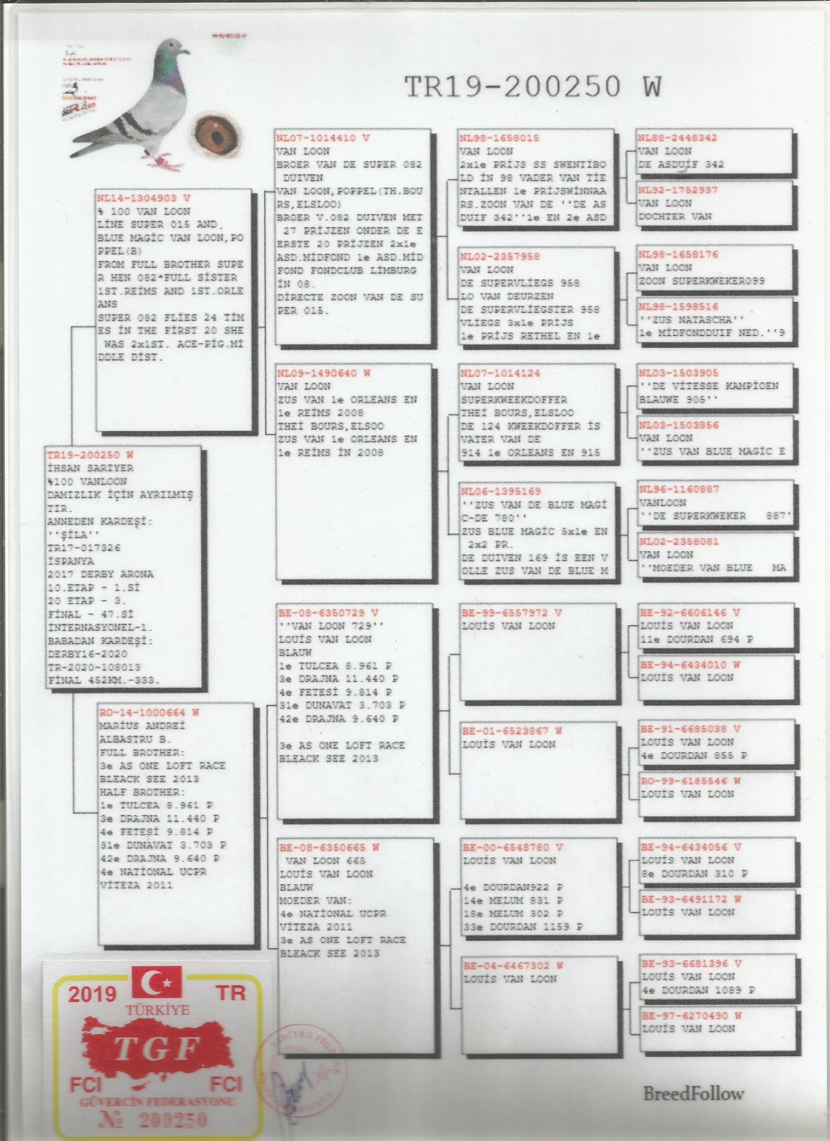 TR19-200250 DİŞİ / LOUİS VAN LOON % 100