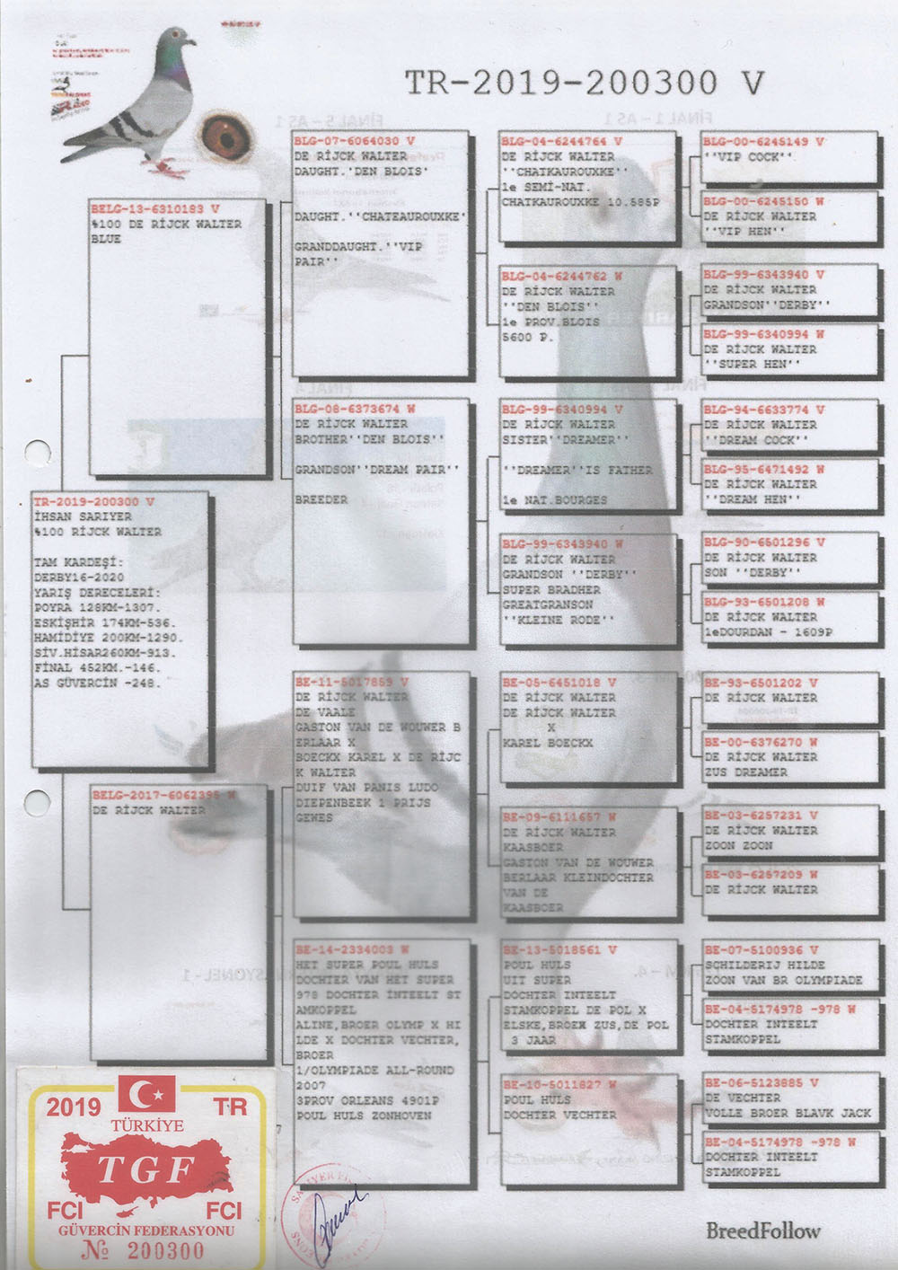 TR19-200300 ERKEK / OJ. İHSAN SARIYER  BABA DE RIJCK WALTER ANNE  DE RIJCK WALTER